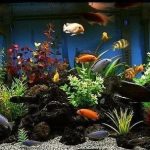Fish Aquarium Tank