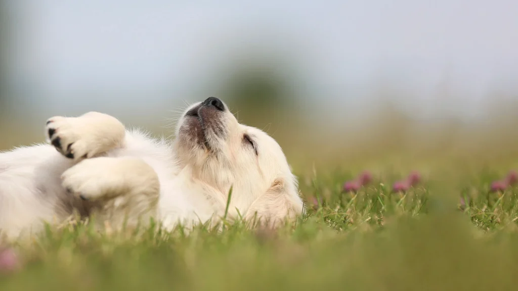 Caring Dog