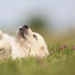 Caring Dog