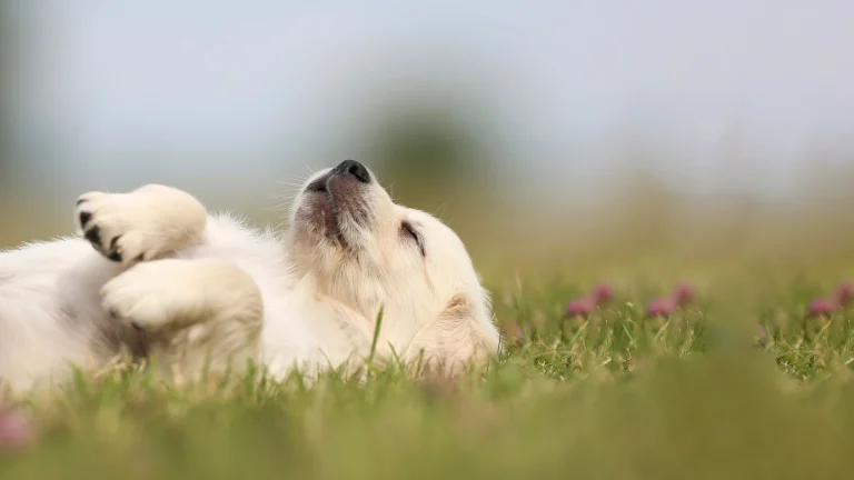 Caring Dog