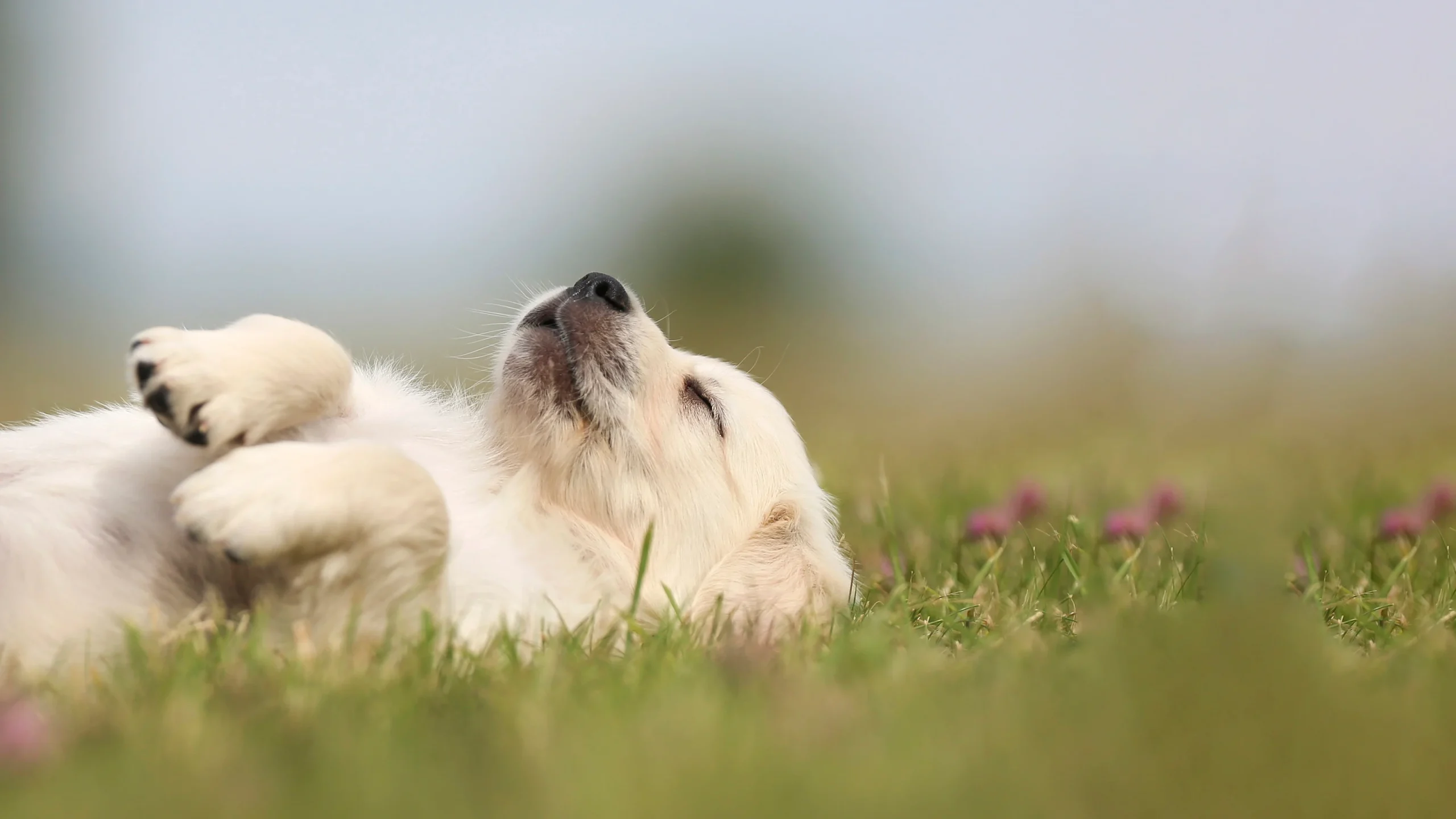 Caring Dog